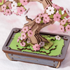 Sakura Bonsai – Puzzle 3D Rolife, drzewko wiśni DIY